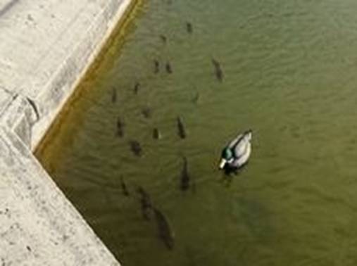 club nautique du luco jardin du Luxembourg Paris pond boat