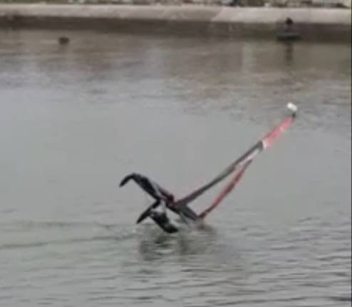 cata canard.jpg
