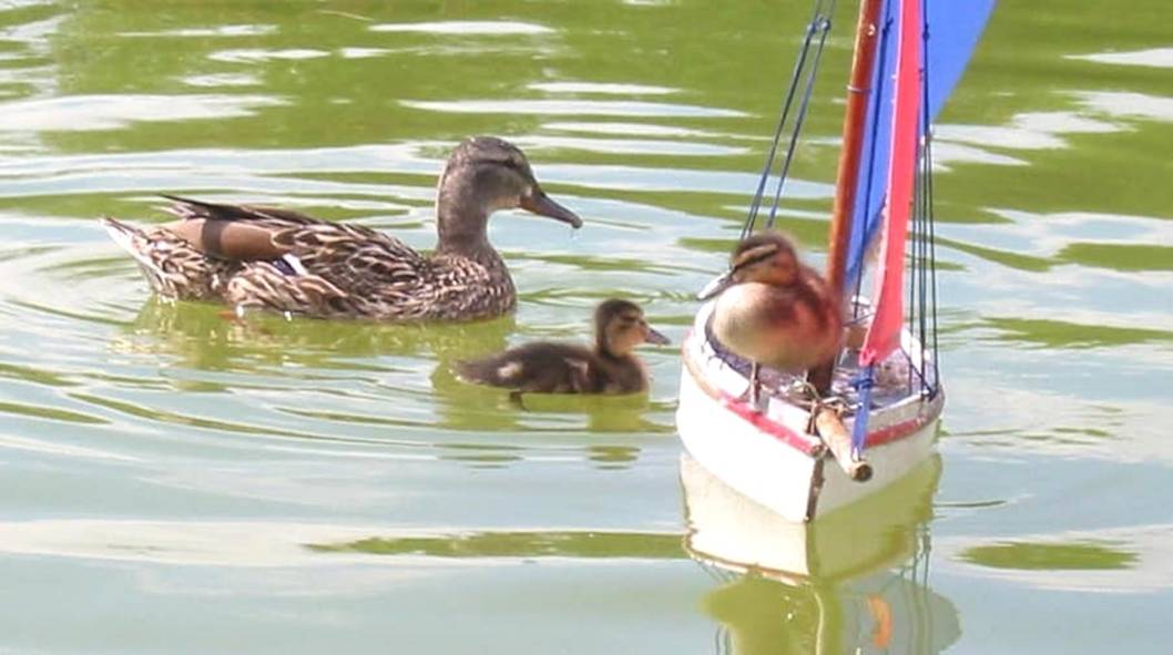 club nautique du luco jardin du Luxembourg Paris pond boat