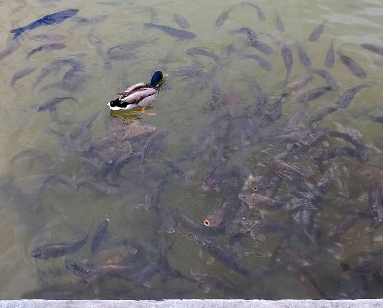 club nautique du luco jardin du Luxembourg Paris pond boat