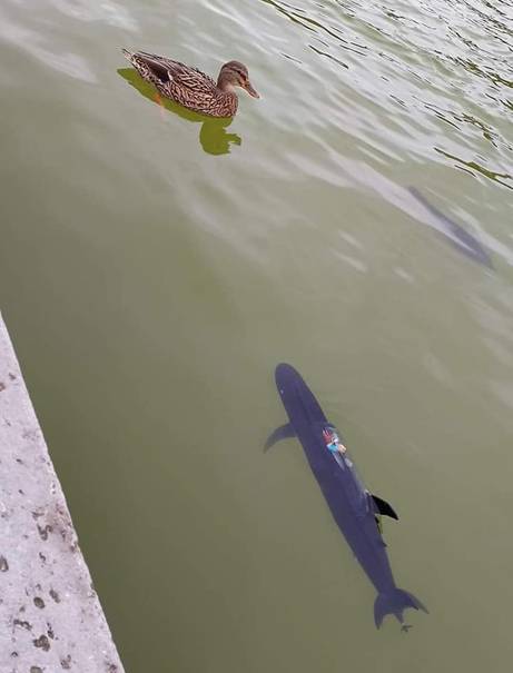 club nautique du luco jardin du Luxembourg Paris pond boat