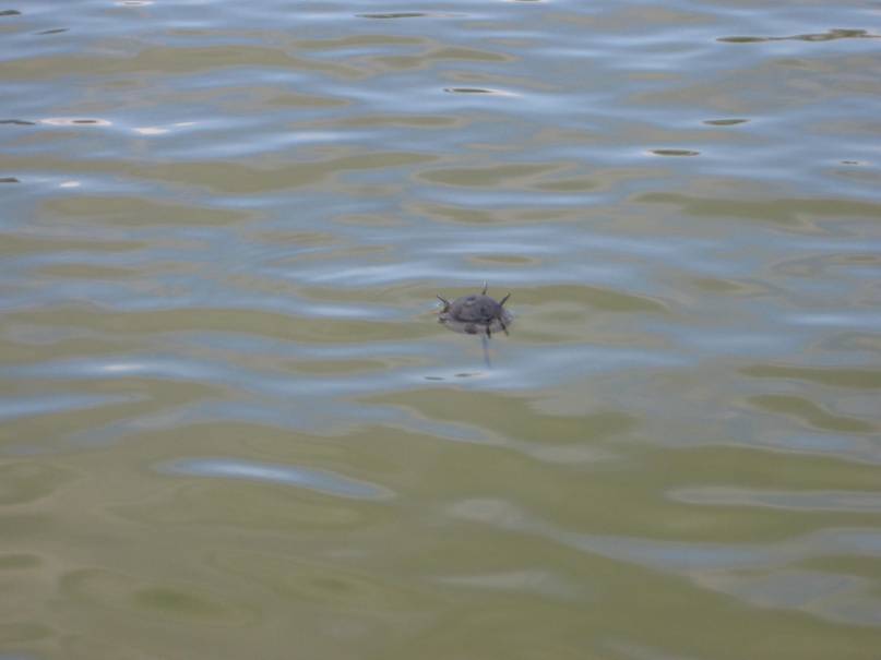 club nautique du luco jardin du Luxembourg Paris pond boat