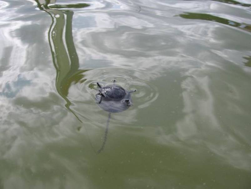 club nautique du luco jardin du Luxembourg Paris pond boat