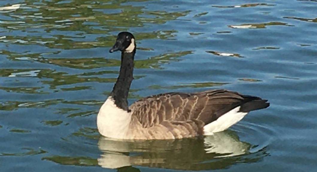 club nautique du luco jardin du Luxembourg Paris pond boat