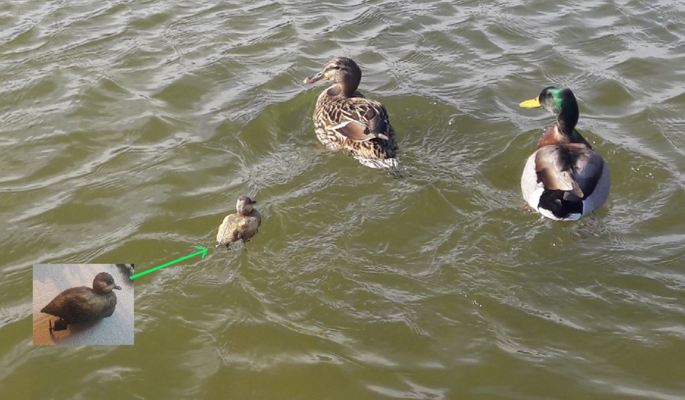 club nautique du luco jardin du Luxembourg Paris pond boat