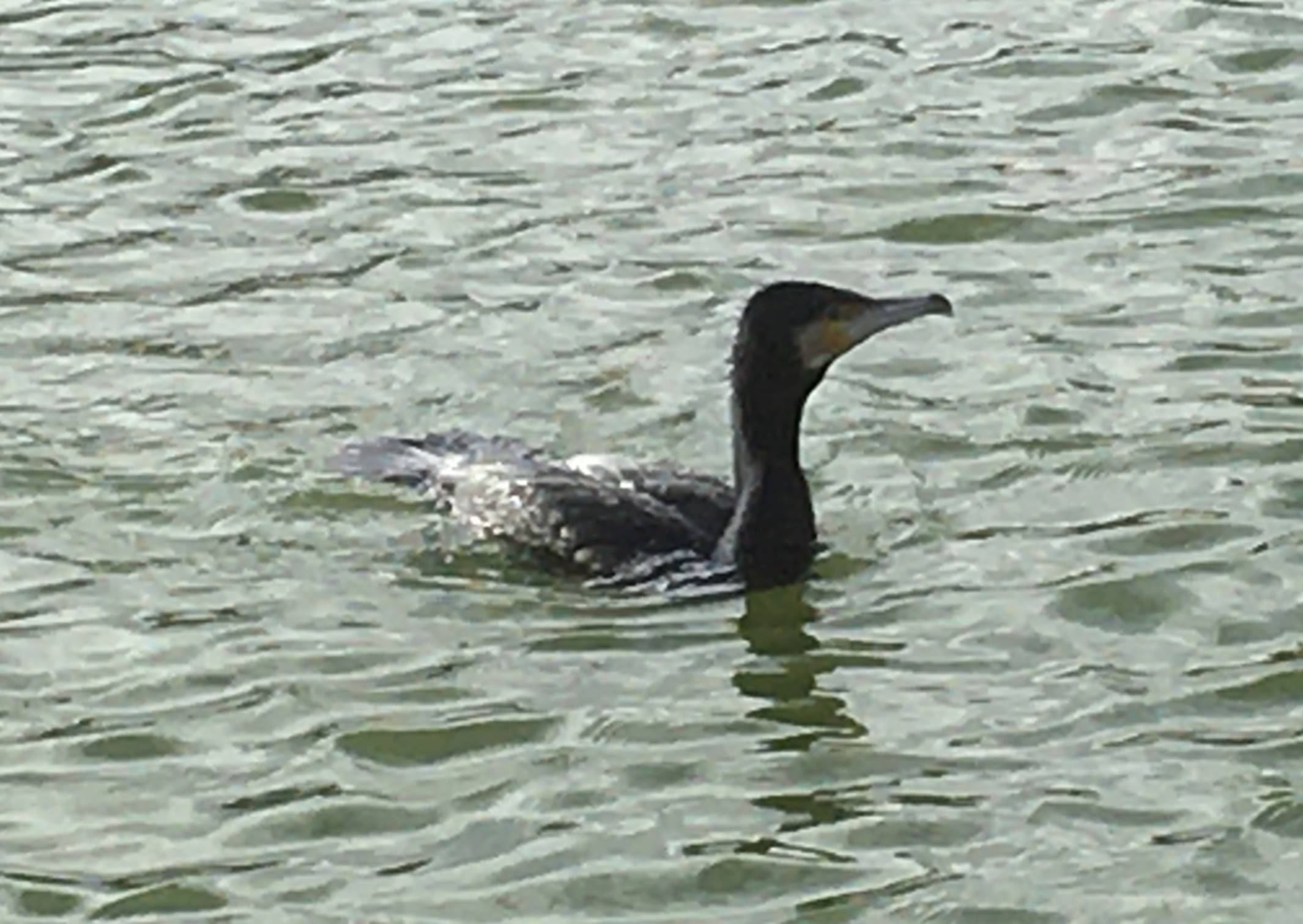 club nautique du luco jardin du Luxembourg Paris pond boat